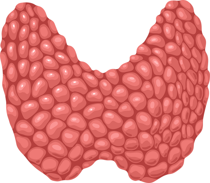 Thyroid Human