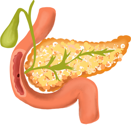 Human Pancreas Illustration 