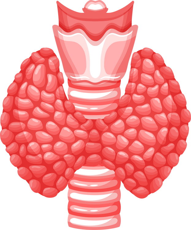 Thyroid gland organ, trachea anatomy, parathyroid human endocrine system health, endocrinology disease illustration